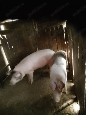 Porci de vinzare - imagine 2