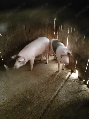 Porci de vinzare - imagine 3