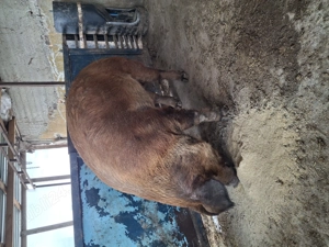 Vând un vier castrat 350-400kg