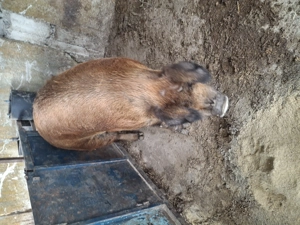 Vând un vier castrat 350-400kg - imagine 4