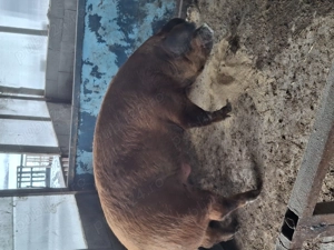 Vând un vier castrat 350-400kg - imagine 5