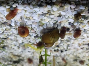 Pesti    Melci    Plante  - imagine 3