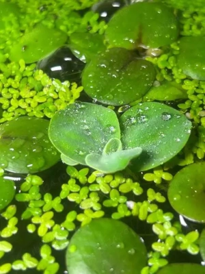 Pesti    Melci    Plante  - imagine 2