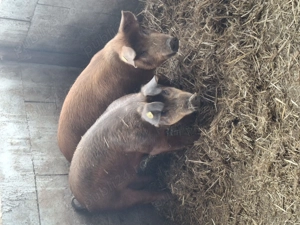 Porci grași la 100kg - imagine 5