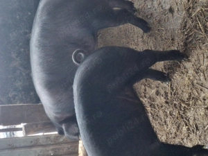 Porci grași la 100kg