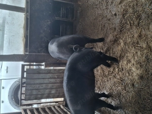 Porci grași la 100kg - imagine 3