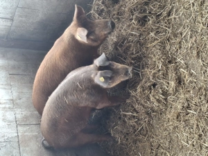 Porci grași la 100kg - imagine 4