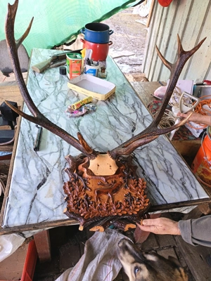 Vând coarne de cerb carpatin și cocoș de munte  - imagine 5