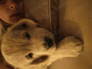 Mascul superb 2 luni Golden Retriever - imagine 3