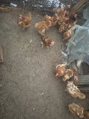 Găini de vanzare  - imagine 3