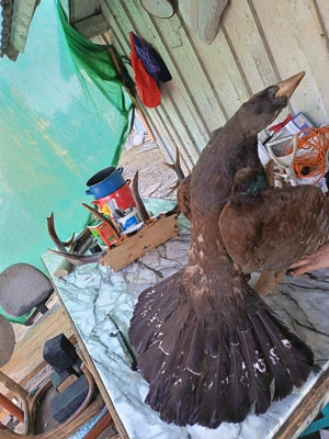 Vând coarne de cerb carpatin și cocoș de munte  - imagine 2