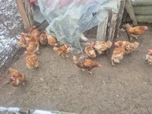Găini de vanzare  - imagine 2