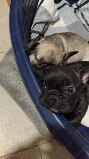 Buldog francez - imagine 2