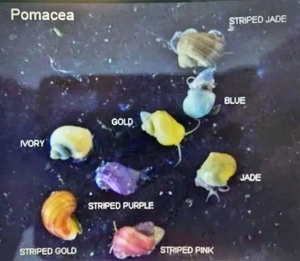 Pesti    Melci    Plante  - imagine 5