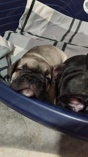 Buldog francez - imagine 4