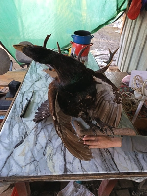 Vând coarne de cerb carpatin și cocoș de munte  - imagine 3