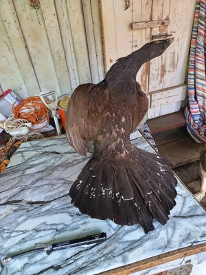 Vând coarne de cerb carpatin și cocoș de munte 
