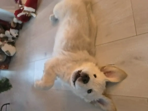 Mascul superb 2 luni Golden Retriever - imagine 4