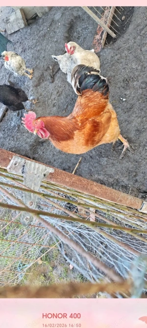 vând cocoși  - imagine 2