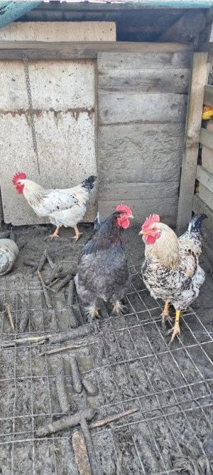 vând cocoși  - imagine 3