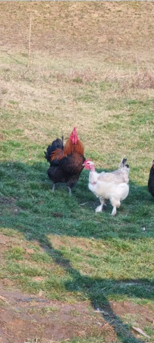 vând cocoși  - imagine 4