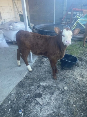 Vaci cu viţel de vânzare - imagine 3