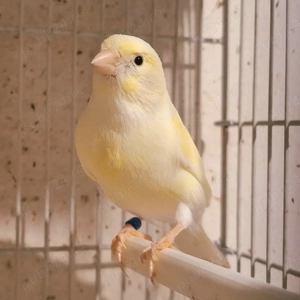 Canari Malinois Femela  - imagine 2