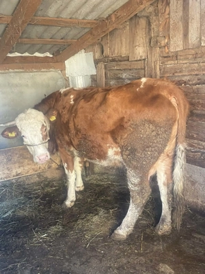 Vaci cu viţel de vânzare - imagine 2