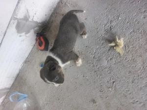 Căței amstaf și cane corso - imagine 4