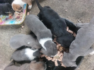 Căței amstaf și cane corso