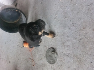 Căței amstaf și cane corso - imagine 5