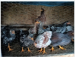 Wyandotte tineret  - imagine 3