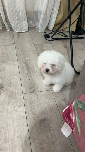 bichon maltez  - imagine 2