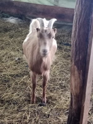 vand capre fătate  - imagine 5