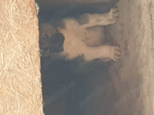 vind pui de ciini bucovina cu kangal  - imagine 3