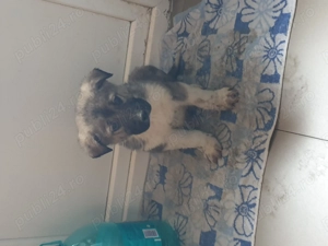 vind pui de ciini bucovina cu kangal  - imagine 2