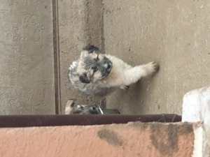 vind pui de ciini bucovina cu kangal  - imagine 5