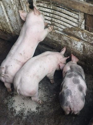 Purcei.  Rasa carne landras romanesc 