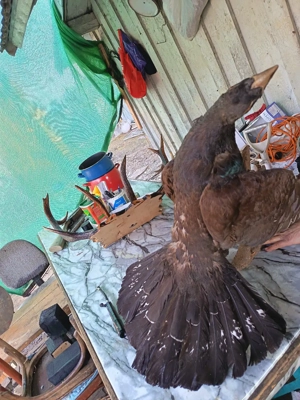 Vand coarne de cerb carpatin și cocoș de munte  - imagine 5