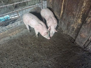 Purcei.  Rasa carne landras romanesc  - imagine 2