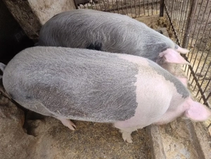 Vand doi porci grași  - imagine 4