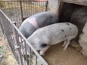 Vand doi porci grași  - imagine 5