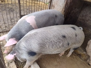 Vand doi porci grași  - imagine 2