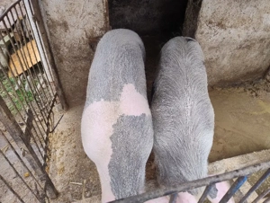 Vand doi porci grași  - imagine 3