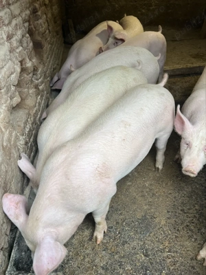 Vand porci 70-90 kg 