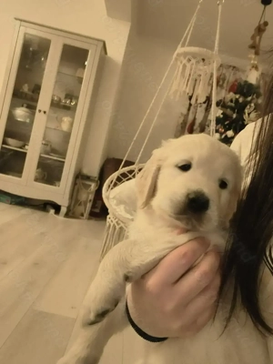Mascul superb 2 luni Golden Retriever - imagine 5