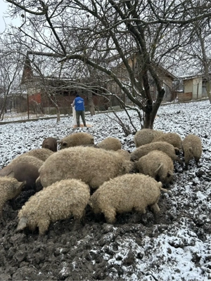 Porci Mangalita de vanzare,viu sau  carcasa  