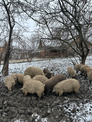 Porci Mangalita de vanzare,viu sau  carcasa   - imagine 2