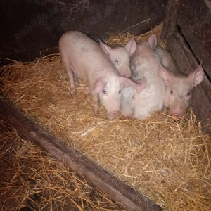 vind purcei și șoldani marele alb de la 15 kg la 80 kg 20 bucati  - imagine 3