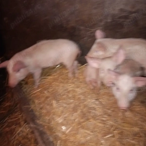 vind purcei și șoldani marele alb de la 15 kg la 80 kg 20 bucati 